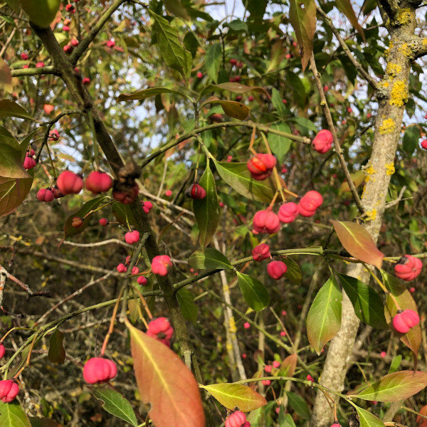Fusain d'Europe (Euonymus europaeus) © Nicolas Macaire / LPO
